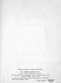 Image of Typhula graminum